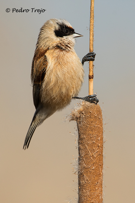 Pajaro moscon (Remiz pendulinus)